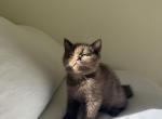Brown Scottish Kitten - Scottish Straight Kitten For Sale - Gig Harbor&comma; WA&comma; US