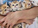 New litter males and females - British Shorthair Kitten For Sale - 