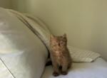 Cinnamon ShortHair British Kitten - British Shorthair Kitten For Sale - 