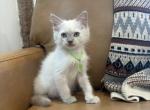 Green Collar - Ragdoll Kitten For Sale - Meadville&comma; PA&comma; US