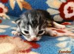 Xander - Siberian Kitten For Sale - Clintwood&comma; VA&comma; US
