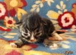 Xyla - Siberian Kitten For Sale - Clintwood&comma; VA&comma; US