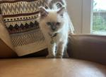 Olive Green Collar - Ragdoll Kitten For Sale - Meadville&comma; PA&comma; US