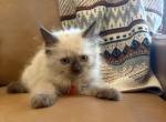 Red collar - Ragdoll Kitten For Sale - Meadville&comma; PA&comma; US