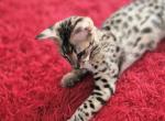 F2 Savannah littens - Savannah Kitten For Sale - Los Angeles&comma; CA&comma; US
