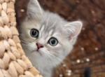 Bella - Scottish Straight Kitten For Sale - 