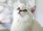 Cosmo - Scottish Straight Kitten For Sale - 