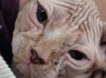 Elf ears boys - Sphynx Kitten For Sale - 