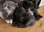 unknown - Domestic Kitten For Adoption - Lemont&comma; IL&comma; US