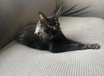 Devon Izarra - Maine Coon Kitten For Sale - Kalamazoo&comma; MI&comma; US