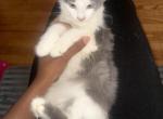 Starlight - Domestic Kitten For Adoption - Cleveland&comma; OH&comma; US