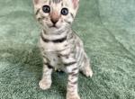 Silver and Snow kittens - Bengal Kitten For Sale - Camino&comma; CA&comma; US