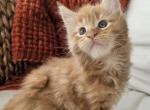 Red Maine Coon kitten - Maine Coon Kitten For Sale - 