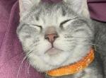 Raya - American Shorthair Kitten For Sale - Totowa&comma; NJ&comma; US