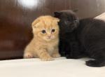 Rusty the golden boy - Scottish Fold Kitten For Sale - 