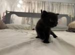 Cedar the dark brown black boy - British Shorthair Kitten For Sale - 