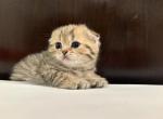 Scarlett the Scottish fold princess - Scottish Fold Kitten For Sale - San Marcos&comma; CA&comma; US