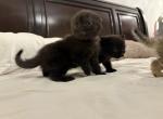 Brown Scottish fold - Scottish Fold Kitten For Sale - San Marcos&comma; CA&comma; US