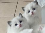 Seal bicolor Girl - Ragdoll Kitten For Sale - Riverside&comma; CA&comma; US