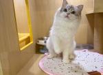 Jojo - Ragdoll Kitten For Sale - 