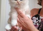 British long hair - British Shorthair Kitten For Sale - 
