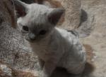 Lavender Devon Rex - Devon Rex Kitten For Sale - Saint Petersburg&comma; FL&comma; US