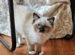 Prudence Female 1 - Ragamuffin Kitten For Sale - 