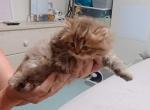 Teddy bear - British Shorthair Kitten For Sale - Ballwin&comma; MO&comma; US