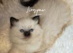 Lionspaw BlackBerry - Ragdoll Kitten For Sale - Hastings&comma; PA&comma; US
