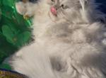 Bbbeautiful silver shaded chinchilla dollface male - Persian Kitten For Sale - CA&comma; US