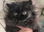 Black female - Persian Kitten For Sale - Clay&comma; PA&comma; US