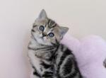 Luna - Scottish Straight Kitten For Sale - MD&comma; US