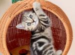 Felix - Scottish Straight Kitten For Sale - 