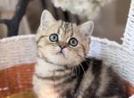 Leo - Scottish Straight Kitten For Sale - MD&comma; US