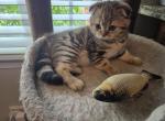 Bruno - Scottish Fold Kitten For Sale - Holland&comma; PA&comma; US