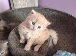 Jiji - Persian Kitten For Sale - 