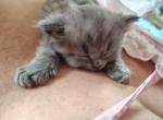 Momo - Persian Kitten For Sale - Grove City&comma; OH&comma; US