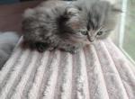 Okarun - Persian Kitten For Sale - Grove City&comma; OH&comma; US