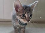 Stray kittens - American Shorthair Kitten For Adoption - Coupland&comma; TX&comma; US