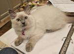 Grey's Summer Siamese - Siamese Kitten For Sale - Ypsilanti&comma; MI&comma; US