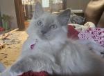 Grey's Summer Litter - Balinese Kitten For Sale - Ypsilanti&comma; MI&comma; US
