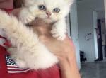 leo - Himalayan Kitten For Sale - Barrington&comma; IL&comma; US