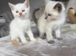 luca - Siamese Kitten For Sale - Barrington&comma; IL&comma; US