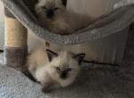 Willows pair - Siamese Kitten For Sale - Warren&comma; MI&comma; US
