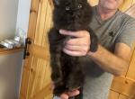 Maine Coon kittens - Maine Coon Kitten For Sale - 
