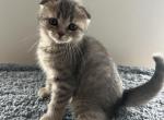 Zeke - Scottish Fold Kitten For Sale - Levittown&comma; PA&comma; US