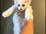 Viserys - Maine Coon Kitten For Sale - Ambridge&comma; PA&comma; US