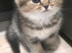 Elliot - Scottish Fold Kitten For Sale - Naperville&comma; IL&comma; US