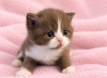 Bicolor Cinnamon Scottish Kitten - Scottish Straight Kitten For Sale - Tacoma&comma; WA&comma; US