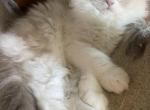 Snow - Scottish Fold Kitten For Sale - NC&comma; US
